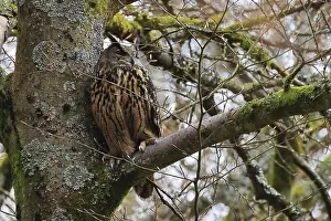 European Eagle Owl Habitat Drucke: Eurasian Eagle-owl, bubo bubo, sitting in a tree
