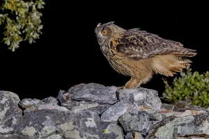 Eurasian Eagle Owl Drucke: Eurasian Eagle-owl (Bubu bubu)