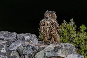 Bird Of Prey Spain Drucke: Eurasian Eagle-owl (Bubu bubu)