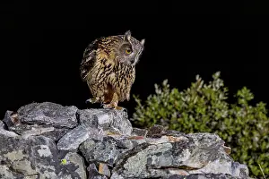 Animals In The Wild Spain Drucke: Eurasian Eagle-owl (Bubu bubu)