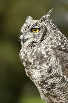 Drucke von Eurasische Schreischwalbe seitwärts Uhu Drucke: Eurasische Schreihuhn schräg.