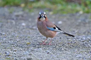 Eurasian Jay Drucke: Eurasian Jay looking directly into the camera