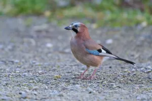 European Passerine Species Drucke: Eurasian Jay presenting itself from the side