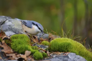 Drucke von Eurasische Knopfente beim Beutefangen. Knopfente beim Beutefangen auf dem Waldboden Kleiber Drucke: Eurasische Trauerschnäpper beim Beutefangen.
