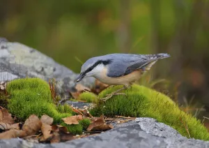 Drucke von Eurasian Nuthatch beim Beutefangen. Nuthatch jagt auf dem Waldboden nach Nahrung Kleiber Drucke: Eurasische Knopfente beim Beutefangen.