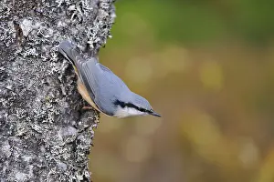 Drucke von Eurasian Nuthatch beim Beutefangen an einem Baumstamm Kleiber Drucke: Eurasian Nuthatch beim Suchen nach Nahrung an einem Baumstamm.