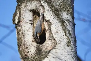 Drucke von Eurasische Kohlmeise. Nuthatch baut seine Nesthöhle. Sitta europa Vogel kauert in einem Haus mit Sternschnäbel aus Ton Kleiber Drucke: Eurasische Kohlmeise. Kohlmeise baut ihre Nesthöhle.