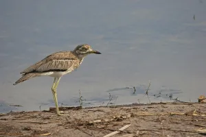 Charadriiformes Birds Of Prey Drucke: Eurasian stone pine