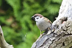 Drucke von Eurasischer Baumspatz auf einem Baum. Eurasischer Baumspatz jagt nach Nahrung Feldsperling Drucke: Eurasische Baummeise auf einem Baum.