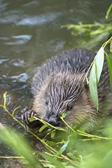 Drucke von Europäischer Biber (Castor fiber), junges Tier sitzt im Wasser und frisst Weidenzweige, Fulda, Hessen, Deutschland Biber Drucke: Europäischer Biber (Castor fiber)