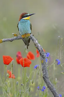 Animal Head Shot Drucke: European Bee-eater (Merops apiaster)