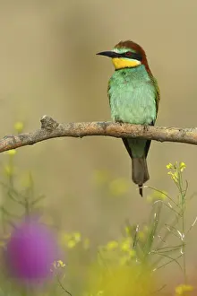 Flowering Meadow Scene Drucke: European Bee-eater (Merops apiaster)