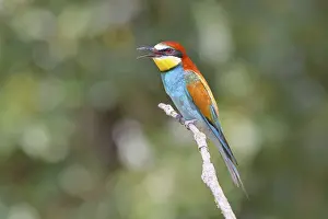 Bird Sitting On A Branch Drucke: European bee-eater (Merops apiaster) sitting on a branch