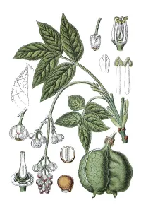 Staphylea Pinnata Drucke: European bladdernut (Staphylea pinnata)
