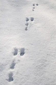 Mammals In Winter Drucke: European hare, hare, hare-like