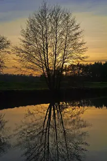 Evening Atmosphere Bavaria Drucke: Evening atmosphere, backlit tree with reflections in a pond