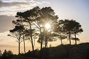 Evening Atmosphere In Spain Drucke: Evening atmosphere, trees at sunset
