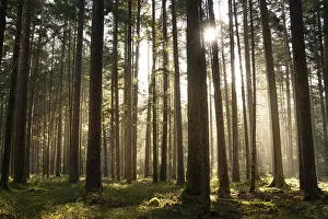 Evening Light In The Black Forest Drucke: Evening light in the Black Forest