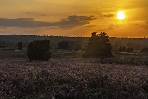 European Nature Reserve Drucke: Evening in the Luneburger Heide