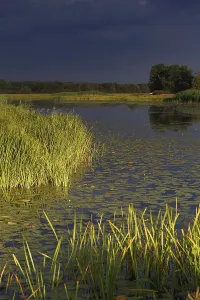 Deserted Forest Landscape Photography Drucke: Evening mood in the floodplain forest