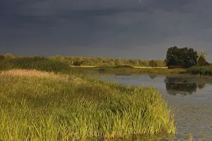 Evening Mood In Germany Drucke: Evening mood in the floodplain forest