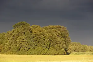 Atmospheric Evening Sky Germany Drucke: Evening mood in the floodplain forest