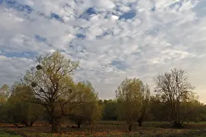 Evening Mood In The Woods Drucke: Evening mood in the floodplain forest