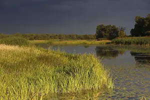 Deserted Evening Atmosphere Germany Drucke: Evening mood in the floodplain forest