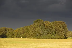 Deserted Evening Atmosphere Drucke: Evening mood in the floodplain forest