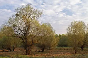 Wetland Landscape Photography Drucke: Evening mood in the floodplain forest