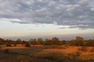 Middle Elbe Biosphere Reserve Drucke: Evening mood in the floodplain forest