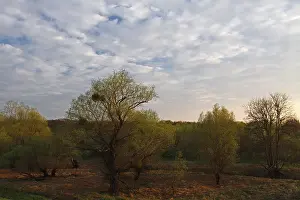 Middle Elbe Biosphere Reserve Drucke: Evening mood in the floodplain forest