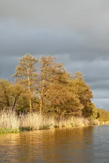 Deciduous Tree In Springtime Drucke: Evening mood on the Peene in spring