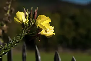 Flowering Plant Life Drucke: Evening primrose, evening primrose