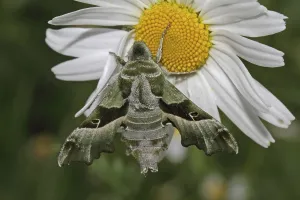 Butterfly Images Drucke: Evening Primrose Hawk