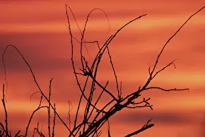 Empty Countryside Landscapes Drucke: Evening red twigs in front of reddish cloud structures