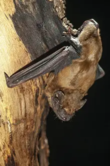 Drucke von Abendsegler, Gemeine Abendsegle, Großes Mausohr, Nyctalus noctula, Fledermäuse, Chiroptera , Fledermäuse , hoher Größe , vertikaler Format , Säugetiere Säugetiere Noctule Drucke: Abendsegler, Gemeine Abendsegle (oder) Gemeiner Abendsegle