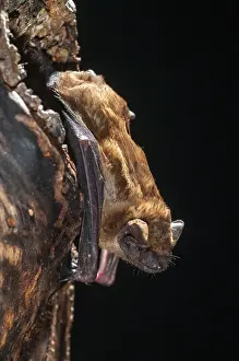 Drucke von Abendsegler, Gemeine Waldmausohr, Großes Mausohr, Nyctalus noctula, Fledermäuse, Chiroptera, Fledermäuse, hoher Größe , vertikale Formatierung , Säugetiere , Säugetiere Noctule Drucke: Abendsegler, Gemeine Breitflughund.
