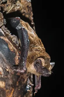 Drucke von Abendsegler, Gemeine Abendsegle, Großes Mausohr, Nyctalus noctula, Fledermäuse, Chiroptera, Fledermäuse, hoher Größe , vertikale Formatierung , Säugetiere , Säugetiere Abend-Fledermaus Drucke: Abendsegler, Gemeine Abendsegler.