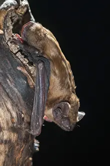 Drucke von Abendsegler, Gemeine Abendsegle, Großes Mausohr, Nyctalus noctula, Fledermäuse, Chiroptera, Fledermäuse, hoher Größe , vertikaler Format , Säugetiere , Säugetiere Noctule Drucke: Abendsegler, gewöhnliche Abendwölfin.