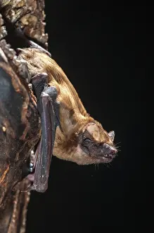 Drucke von Abendsegler, Gemeine Abendsegle, Großes Mausohr, Nyctalus noctula, Fledermäuse, Chiroptera, Fledermäuse, hoher Größe , vertikale Formatierung , Säugetiere , Säugetiere Noctule Drucke: Abendsegler, Gemeine Nachtschwalbe