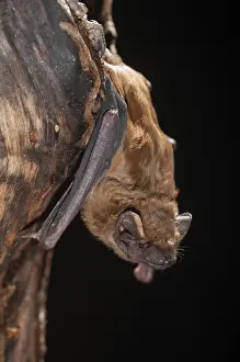 Drucke von Abendsegler, Gemeine Zwergfledermaus, Großes Mausohr, Nyctalus noctula, Fledermäuse, Chiroptera, Fledermäuse, hoher Größe , vertikale Formatierung , Säugetiere , Säugetiere Noctule Drucke: Abendsegler, Gemeine Abendsegle (wird auch als Gemeiner Abendsegler bezeichnet)