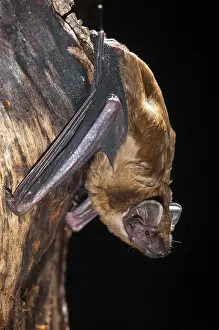 Drucke von Abendschiffer, Gemeine Abendsegler, Großes Mausohr, Nyctalus noctula, Fledermäuse, Chiroptera, Fledermäuse, hohe Größe, vertikaler Format , Säugetiere , Säugetiere Abend-Fledermaus Drucke: Abendsegler, Gemeine Abendsegle (wird auch als Noctule bezeichnet)