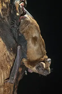 Drucke von Abendsegler, Gemeine Abendsegle, Großes Mausohr, Nyctalus noctula, Fledermäuse, Chiroptera, Fledermäuse, hoher Größe , vertikaler Format , Säugetiere , Säugetiere Noctule Drucke: Abendsegler, Gemeine Abendsegler
