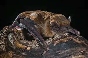 Drucke von Abendsegler, Gemeine Abendsegler, Großes Mausohr, Nyctalus noctula, Fledermäuse, Chiroptera, Fledermäuse, Säugetiere Noctule Drucke: Abendsegler, gewöhnliche Abendseglerspitze
