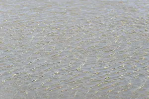 Lower Saxony Shoreline Drucke: Evenly flowing waves on a sandy beach