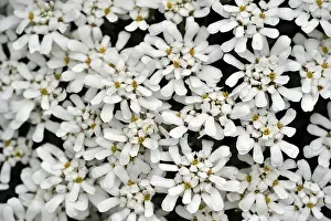 Brassicaceae Family Plants Drucke: Evergreen Candytuft (Iberis sempervirens)