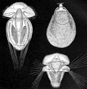 Vintage Styled Wildlife Illustrations Drucke: Evolutionary stages of Argiope