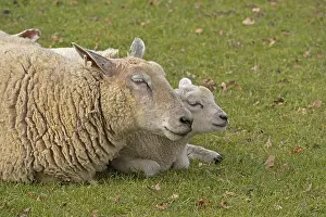 Sheep Pasture Drucke: Ewe and lamb lying next to each other and recedles