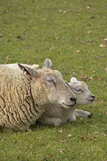 Sheep Pasture Drucke: Ewe and lamb lying next to each other and recedles